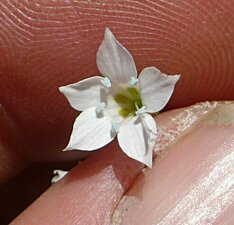 Gilia angelensis Flower